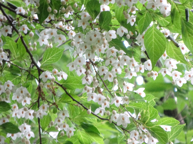 エゴノキの花