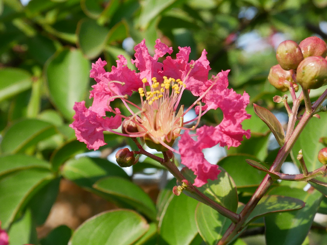 一輪のサルスベリの花