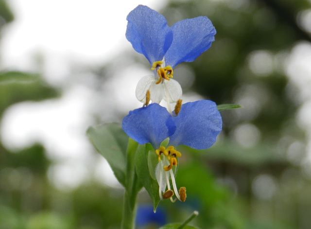 ツユクサの花